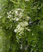 Sofora japonica